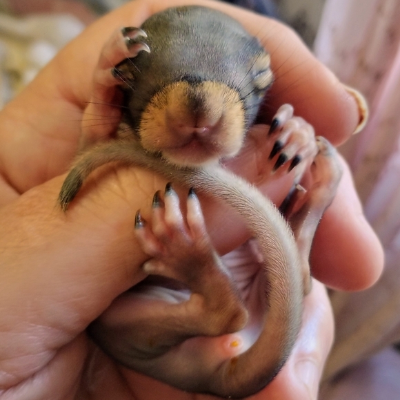 🐓🐿️🐦🦆🐑Meet your Posher, Tawnya🐄🐷🦊🐱🐕🐇🐴 - Picture 11 of 14